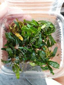 Bucephalandra biblis 20x30 DEV PORSİYON - ÖN SİPARİŞ