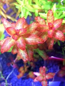 Ludwigia guinea EXVITRO