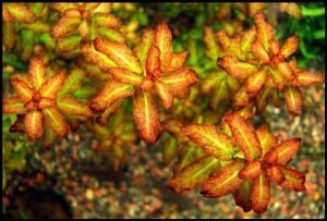 Ludwigia guinea EXVITRO