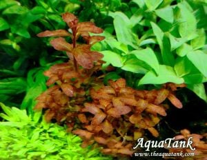 Ludwigia guinea EXVITRO