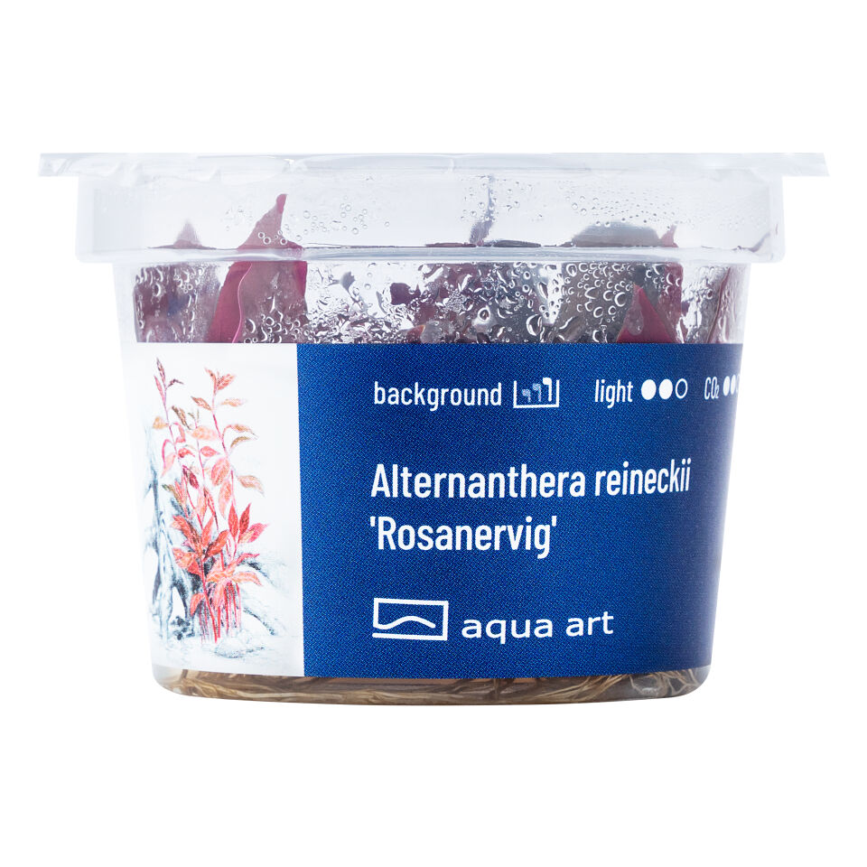 AQUA ART Alternanthera reineckii Rosanervig ÖN SİPARİŞ