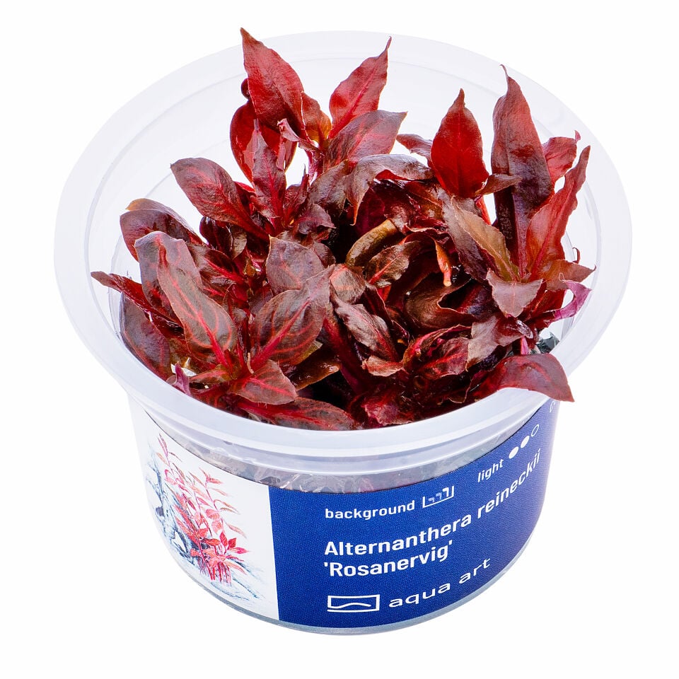AQUA ART Alternanthera reineckii Rosanervig ÖN SİPARİŞ