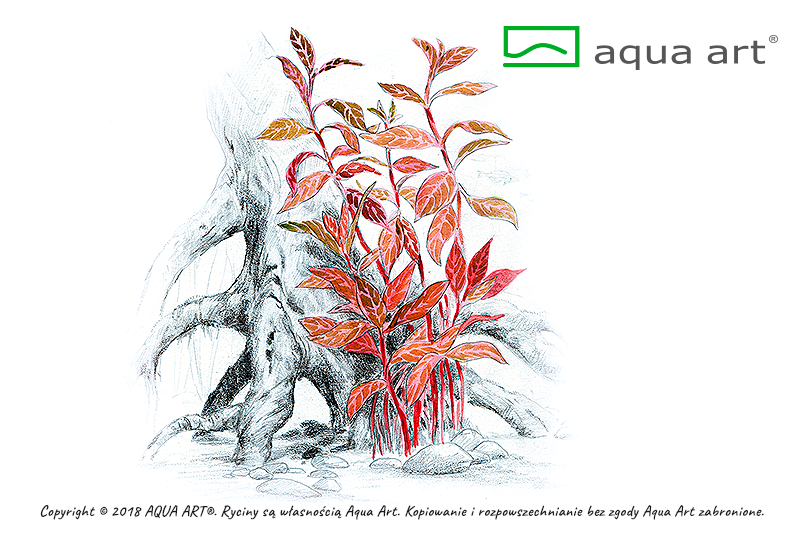 AQUA ART Alternanthera reineckii Rosanervig ÖN SİPARİŞ