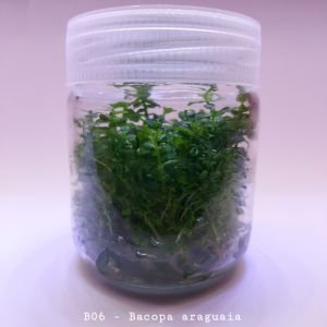Bacopa salzmannii araguaia IN VITRO JAR (KAVANOZ)