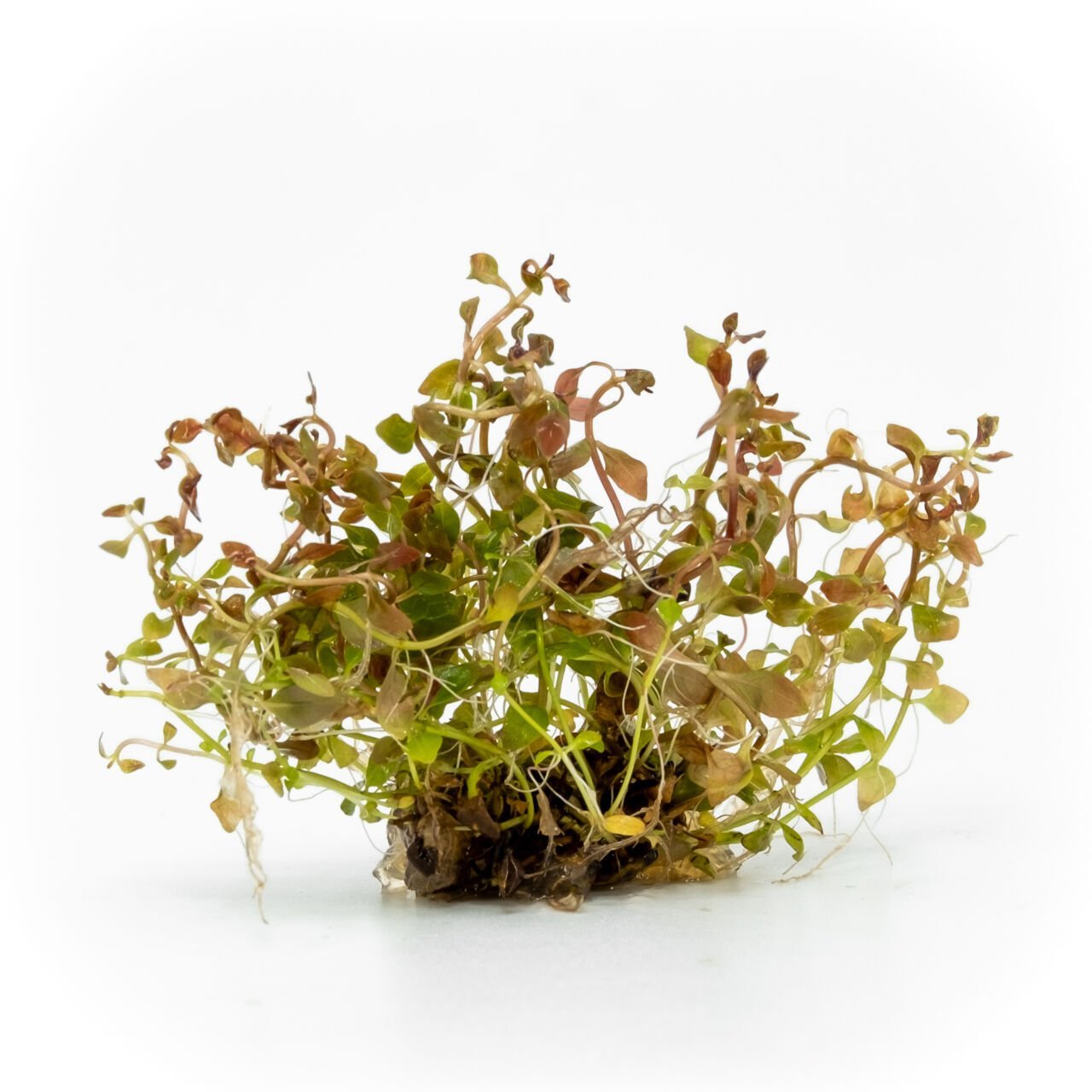 Ludwigia mini super red EXVITRO