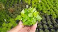 Staurogyne repens SAKSI
