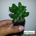 Staurogyne repens SAKSI