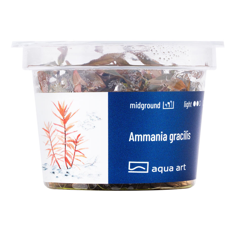 AQUA ART Ammania gracilis ÖN SİPARİŞ