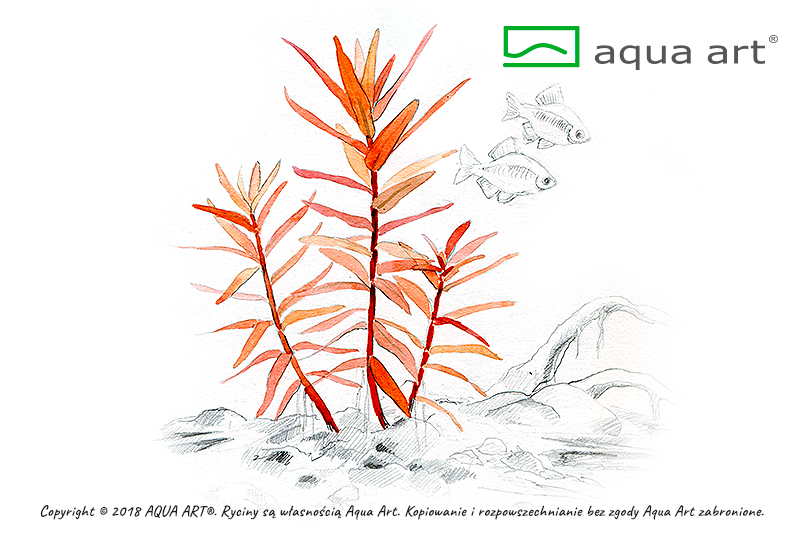 AQUA ART Ammania gracilis ÖN SİPARİŞ