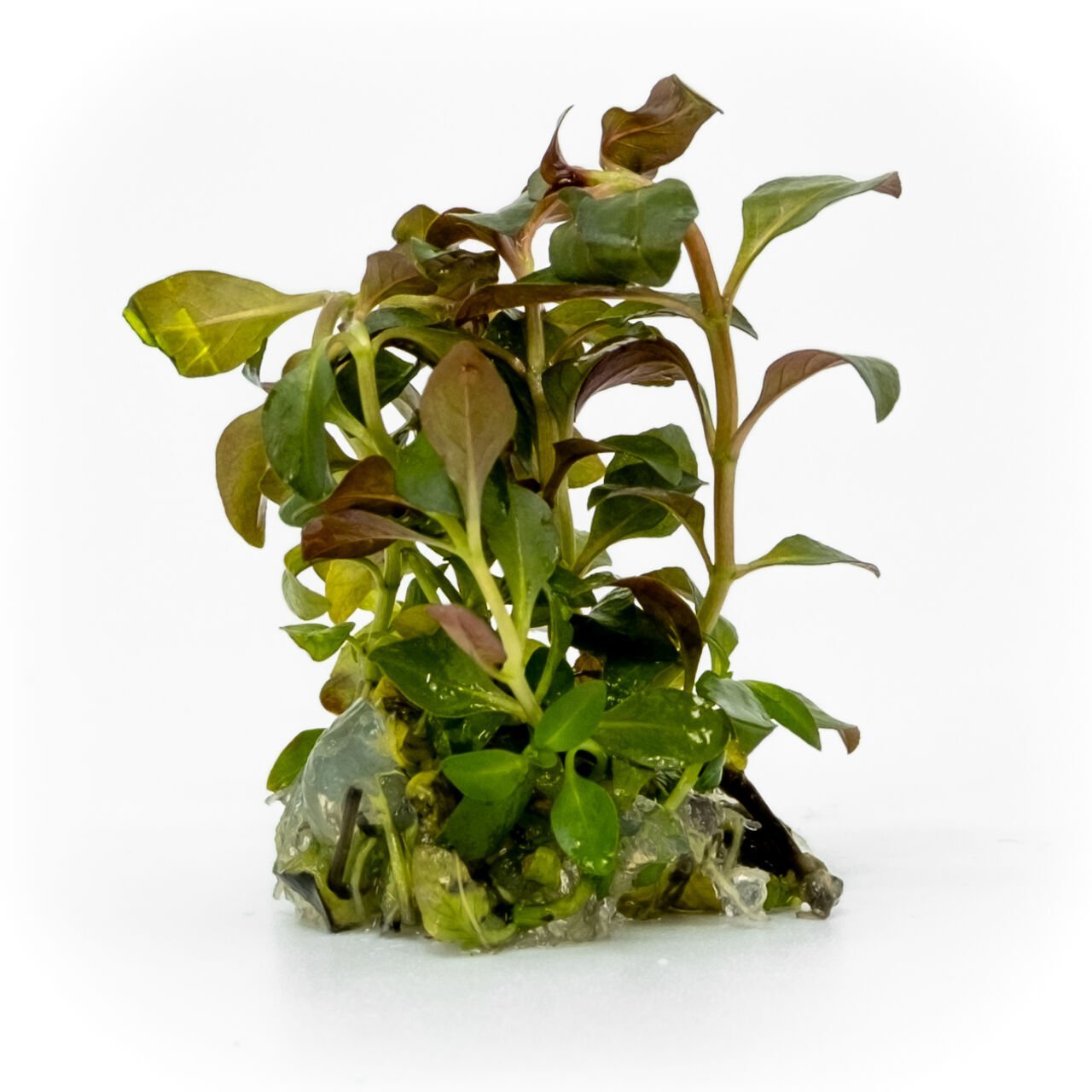 Ludwigia palustris red EXVITRO