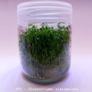 Glossostigma elatinoides IN VITRO JAR (KAVANOZ)