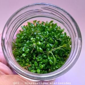 Glossostigma elatinoides IN VITRO JAR (KAVANOZ)