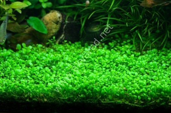 Glossostigma elatinoides IN VITRO JAR (KAVANOZ)