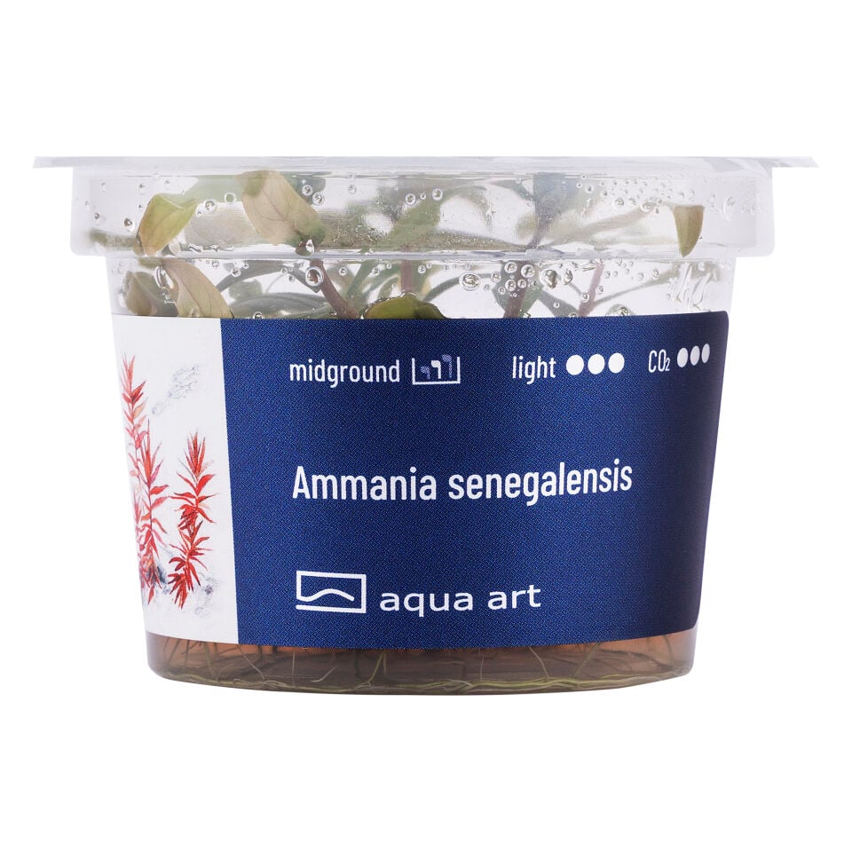 AQUA ART Ammania senegalensis ÖN SİPARİŞ