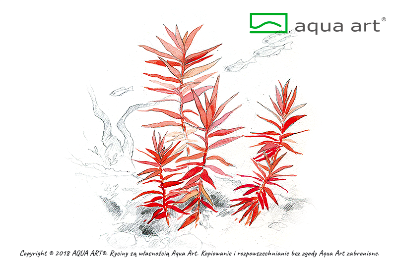 AQUA ART Ammania senegalensis ÖN SİPARİŞ