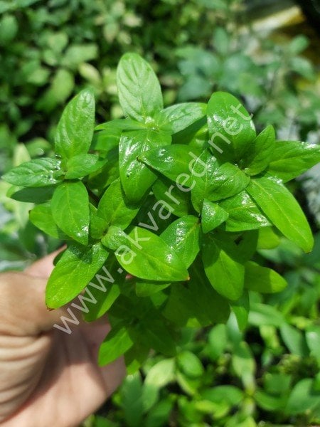 Staurogyne repens İTHAL BUKET ÖN SİPARİŞ