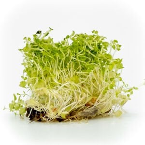 Lysimachia nummularia green EXVITRO