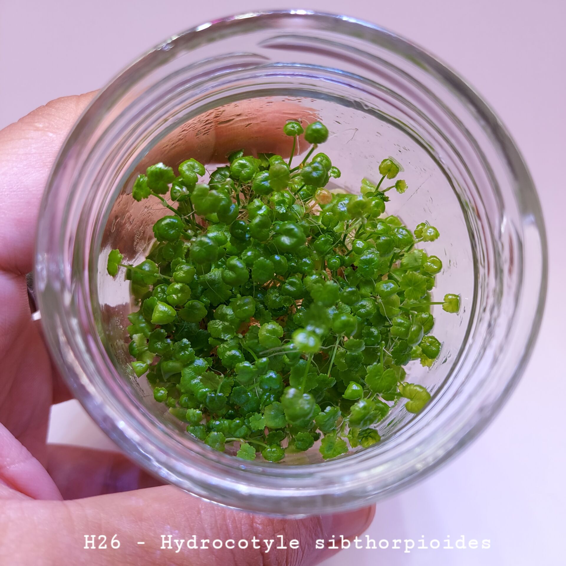 Hydrocotyle sibthorpioides IN VITRO JAR (KAVANOZ)