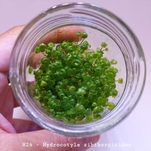 Hydrocotyle sibthorpioides IN VITRO JAR (KAVANOZ)