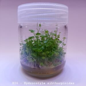 Hydrocotyle sibthorpioides IN VITRO JAR (KAVANOZ)
