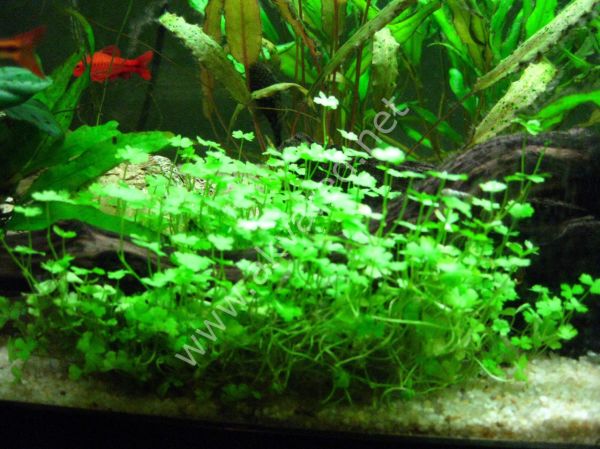 Hydrocotyle sibthorpioides IN VITRO JAR (KAVANOZ)