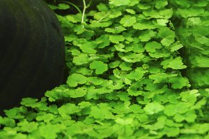 Hydrocotyle sibthorpioides IN VITRO JAR (KAVANOZ)