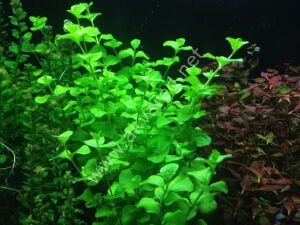 Lysimachia nummularia green EXVITRO