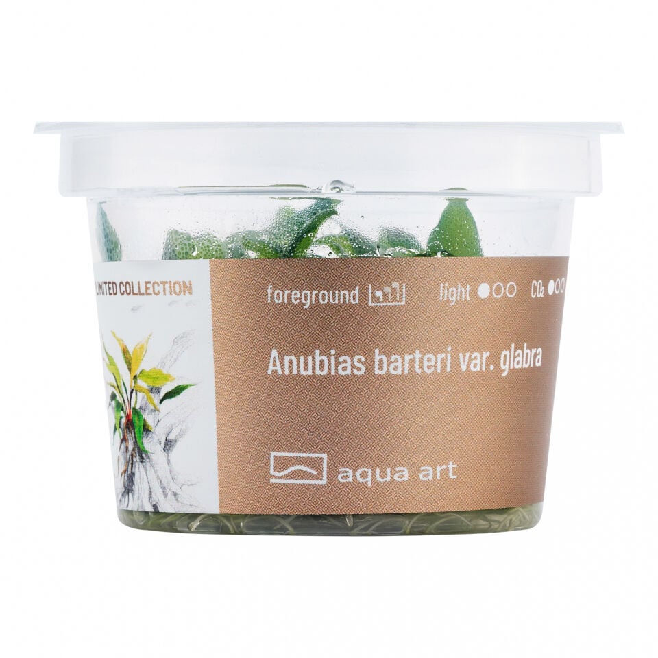 AQUA ART Anubias barteri var. glabra ÖN SİPARİŞ