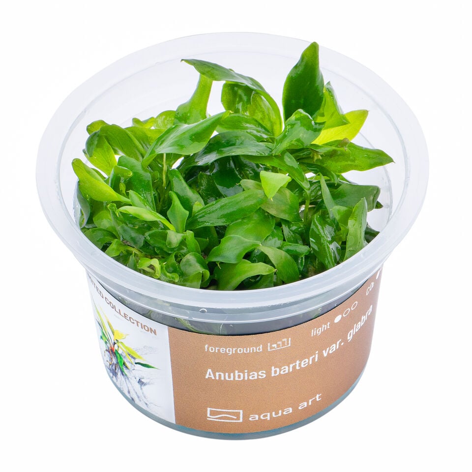 AQUA ART Anubias barteri var. glabra ÖN SİPARİŞ