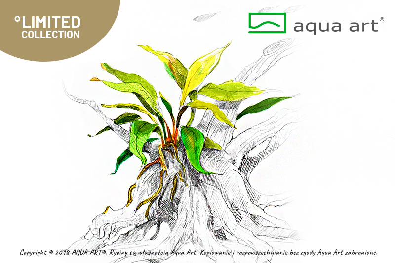 AQUA ART Anubias barteri var. glabra ÖN SİPARİŞ