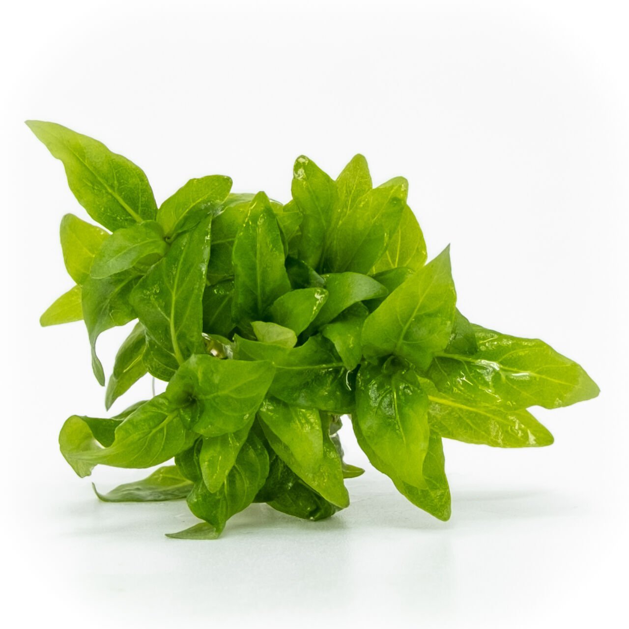 Staurogyne repens EXVITRO