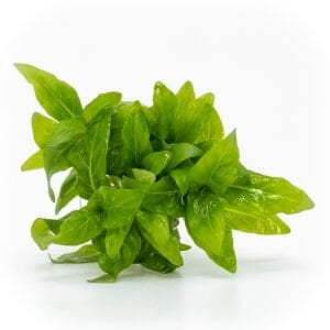 Staurogyne repens EXVITRO