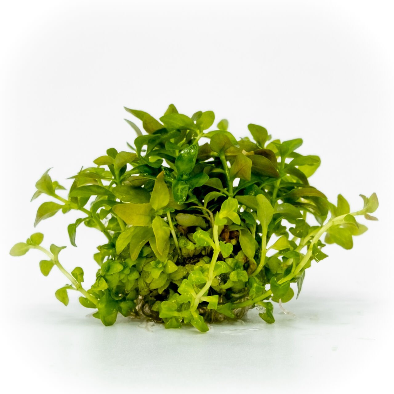 Ludwigia palustris white blood EXVITRO