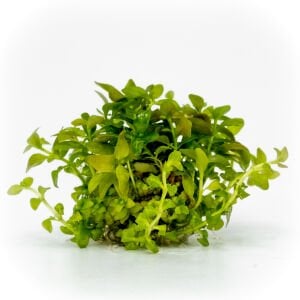 Ludwigia palustris white blood EXVITRO