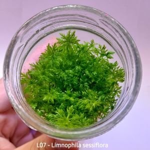 Limnophila sessiflora IN VITRO JAR (KAVANOZ)