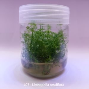 Limnophila sessiflora IN VITRO JAR (KAVANOZ)