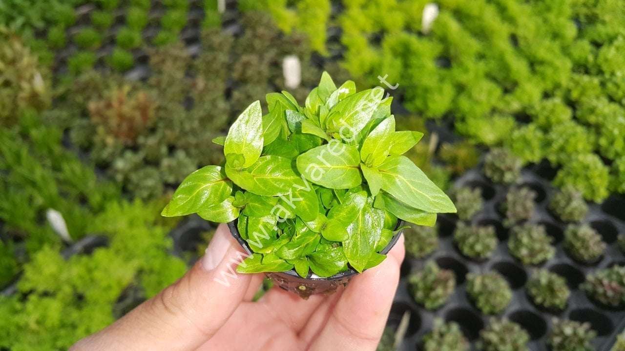 Staurogyne repens EXVITRO