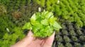 Staurogyne repens EXVITRO