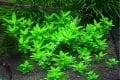 Staurogyne repens EXVITRO
