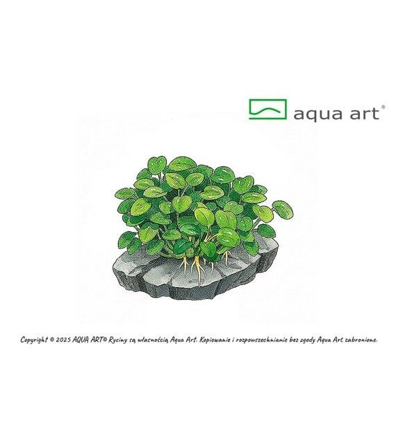 AQUA ART Anubias barteri Mini Coin ÖN SİPARİŞ