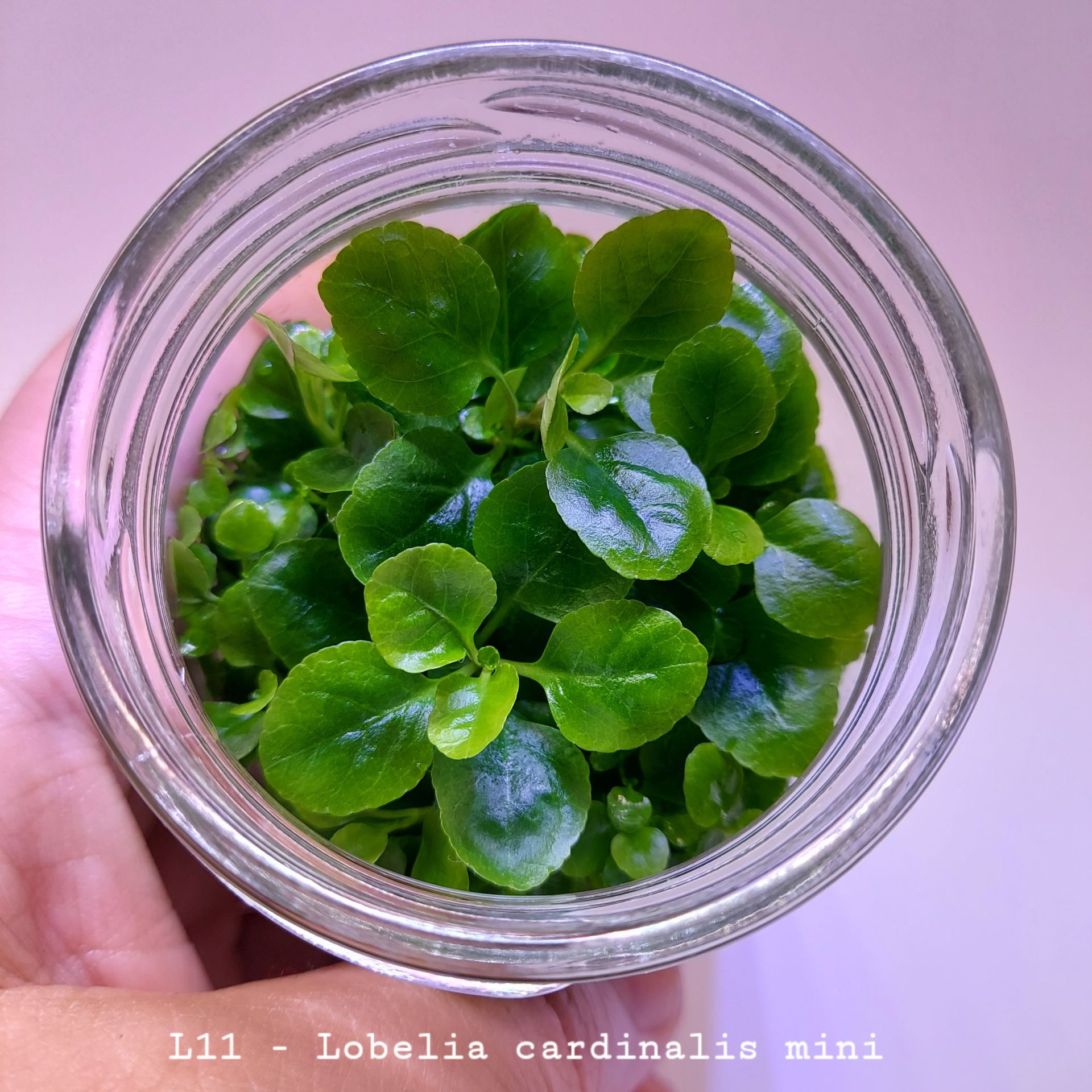 Lobelia cardinalis mini IN VITRO JAR (KAVANOZ)