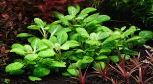 Lobelia cardinalis mini IN VITRO JAR (KAVANOZ)