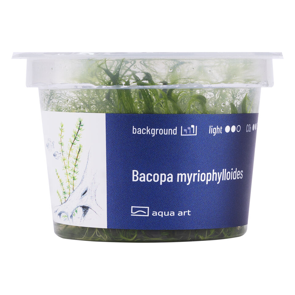 AQUA ART Bacopa myriophylloides ÖN SİPARİŞ