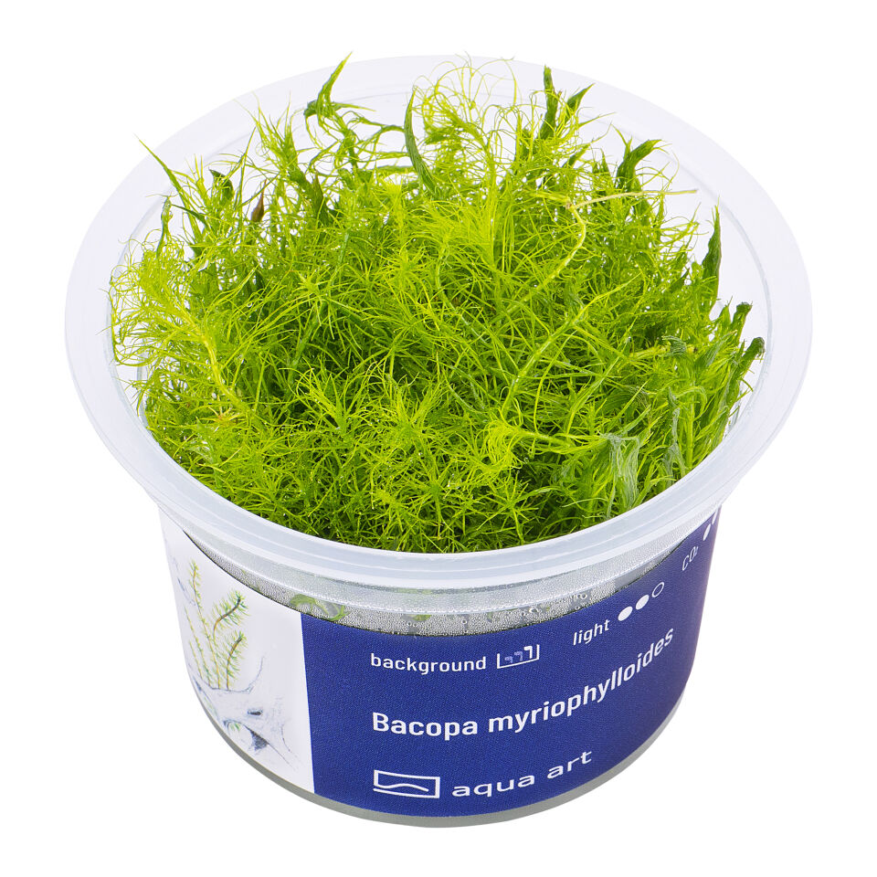 AQUA ART Bacopa myriophylloides ÖN SİPARİŞ