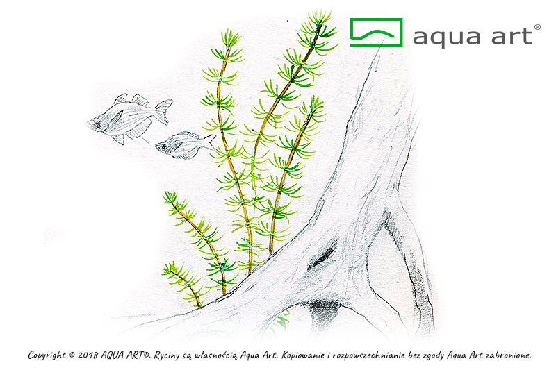 AQUA ART Bacopa myriophylloides ÖN SİPARİŞ