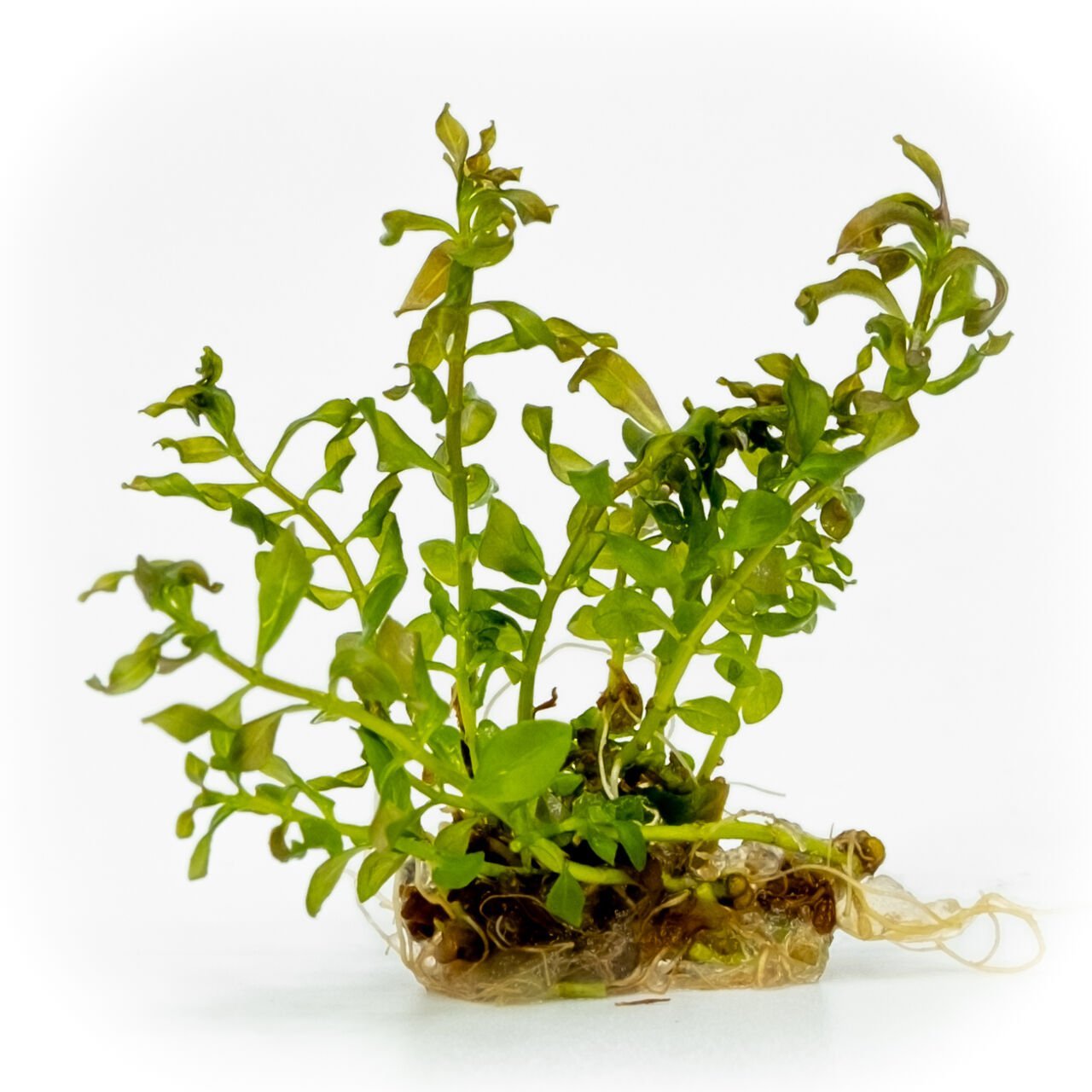 Ludwigia inclinata curly (tornado) EXVITRO