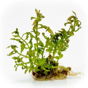 Ludwigia inclinata curly EXVITRO
