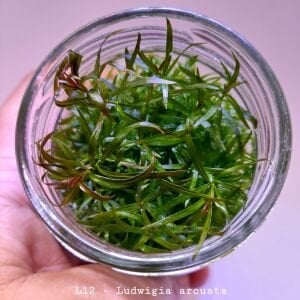 Ludwigia arcuata IN VITRO JAR (KAVANOZ)
