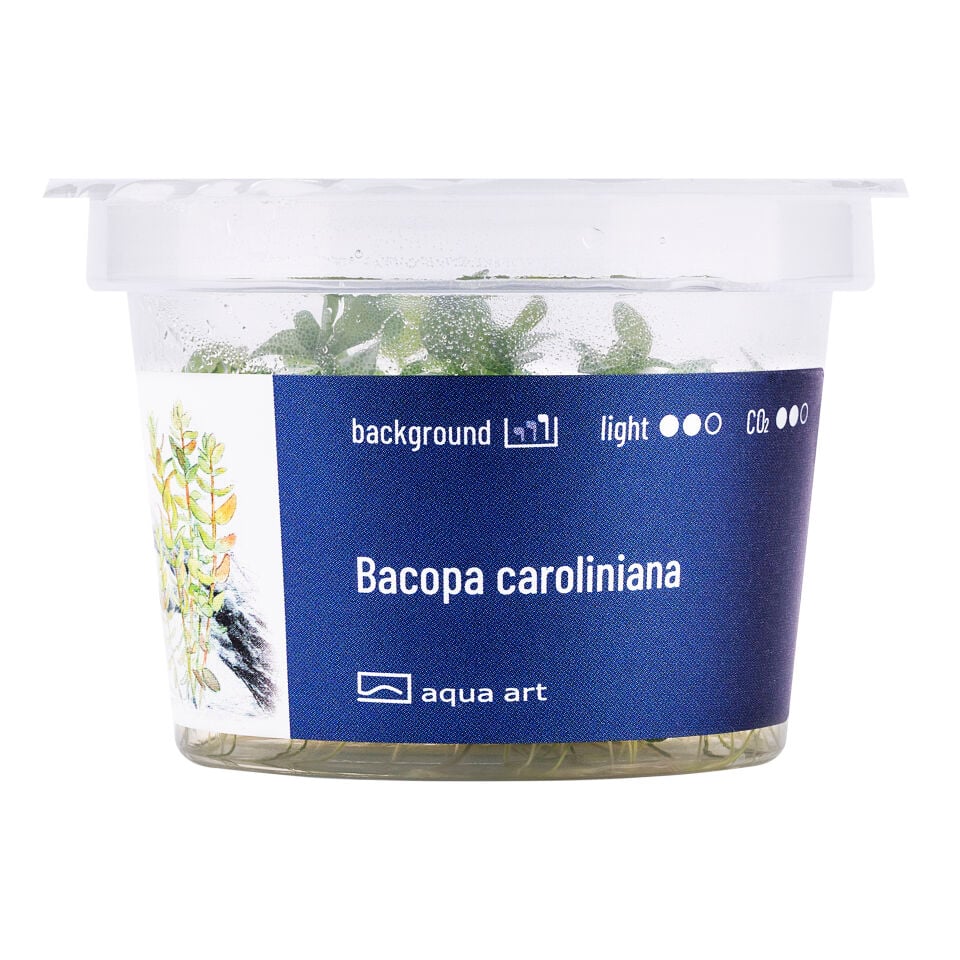 AQUA ART Bacopa caroliniana ÖN SİPARİŞ