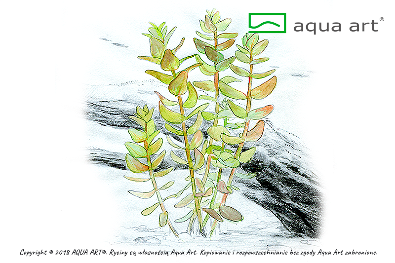 AQUA ART Bacopa caroliniana ÖN SİPARİŞ